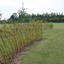 Willow Wall at Chilton